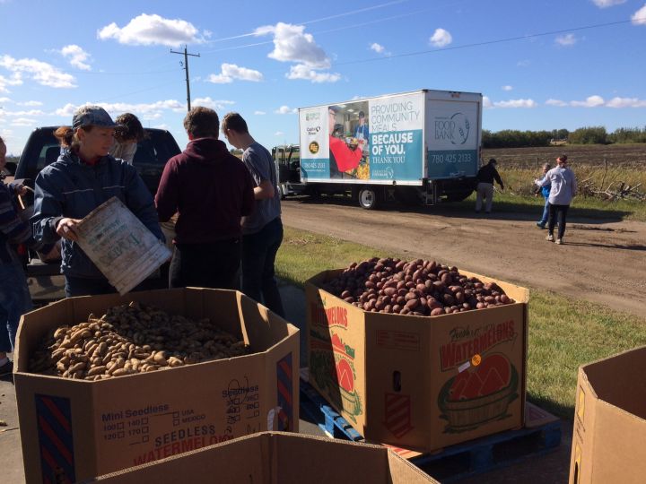 10,000 pounds of potatoes harvested by Edmonton students, volunteers
