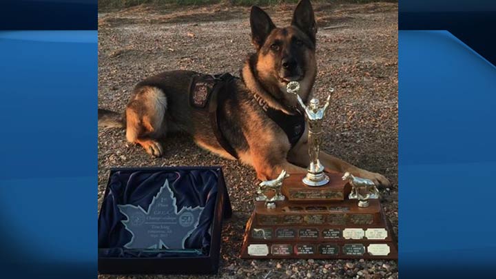 Prince Albert police dog Daxa proved she's the best in the country when it comes to tracking at a national championship.