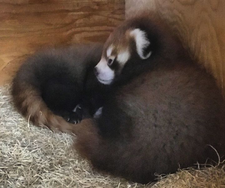 The Edmonton Valley Zoo wants the public's help to name two new red panda cubs.
