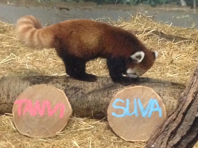 The Assiniboine Park Zoo revealed the names for the cubs Friday.