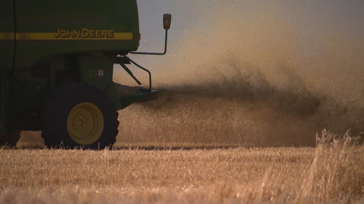 The average yield for spring wheat in Saskatchewan is expected to decline 14.1 per cent due to the dry growing season.