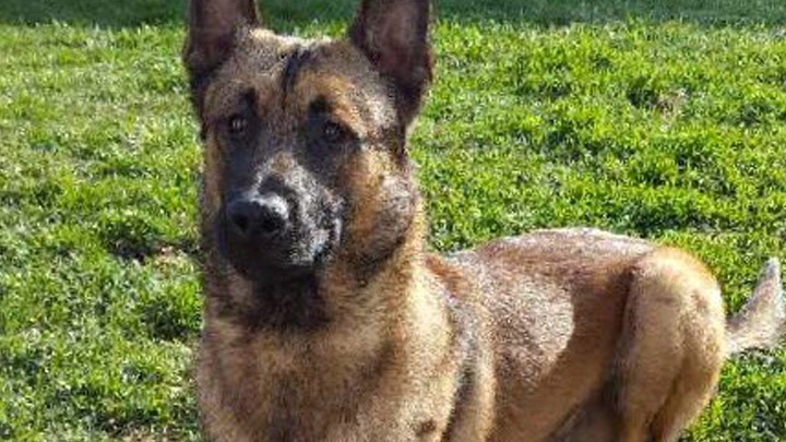 Saskatoon police dog puts the bite on a man trying to hide after fleeing from a reported stolen vehicle.