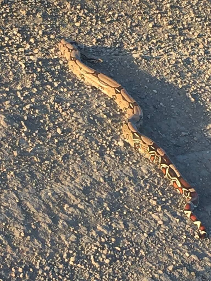 Saskatoon police officers were in a “slithery” situation on Sunday dealing with a boa constrictor.