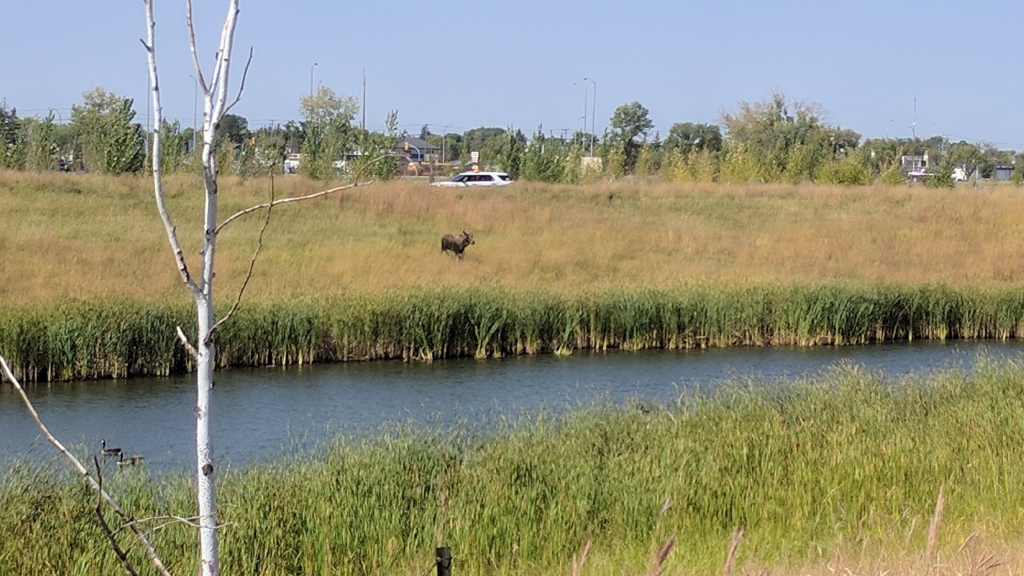 Moose spotted near Investors Group Field before Banjo Bowl.