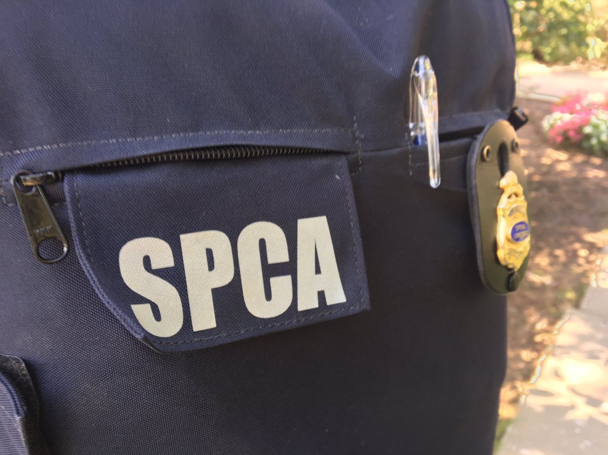 New Brunswick SPCA and RCMP are investigating after a dog was shot and killed.