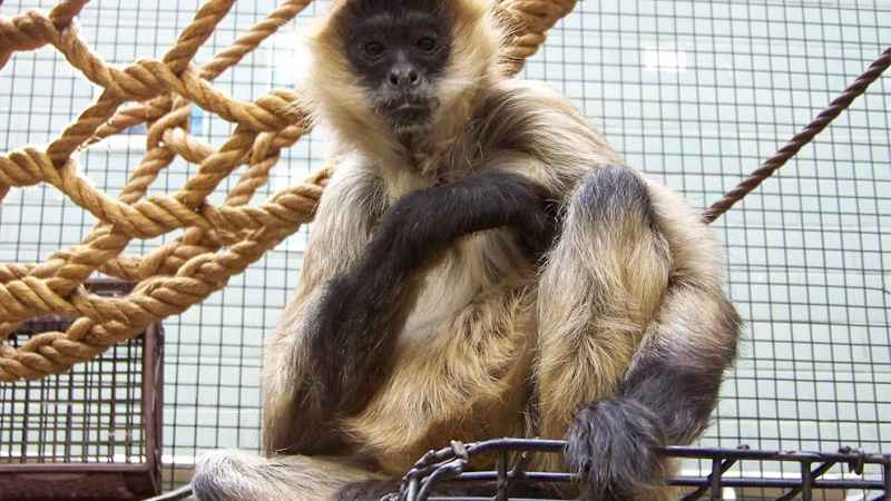 Spider monkeys have a life expectancy of about 25 years. Spiderman, at 43, was known to be
among the oldest black-handed spider monkey in conservation care. 