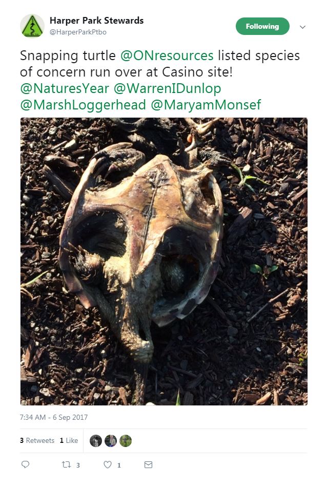 Construction on Peterborough casino begins - image