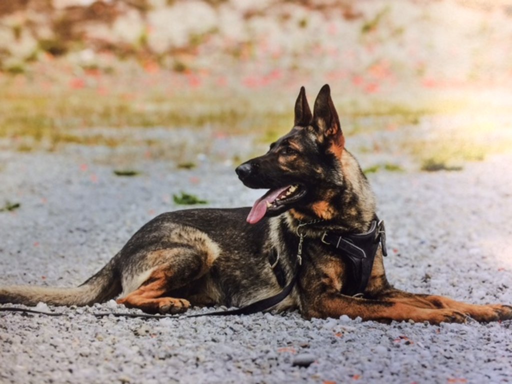 VPD canine officer Rebel passed away suddenly this week.