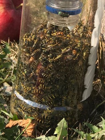 ‘It’s waspmagedden’: Entomologist calls wasp season one of the largest ...