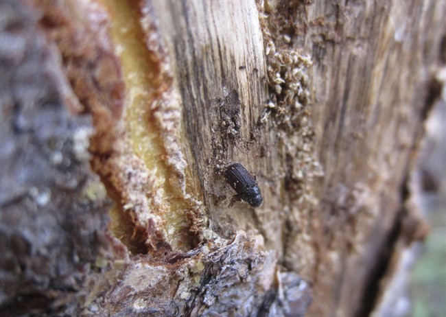 In this July 12, 2017, photo, a dead pine beetle is shown on the inside of a piece of bark peeled from a beetle-killed tree.