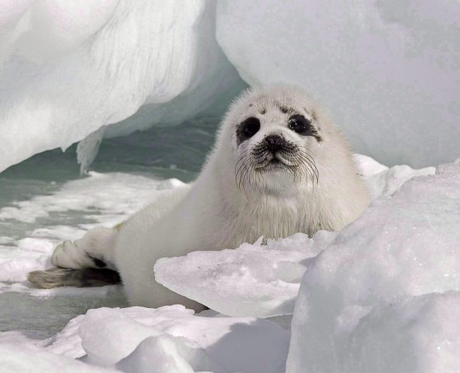 A young harp seal rests on the ice floes during the annual East Coast seal hunt in the southern Gulf of St. Lawrence around Quebec's Iles de la Madeleine on Wednesday, March 25, 2009. 

