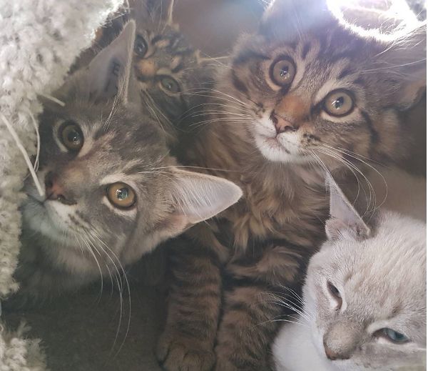 Cats at the Edmonton Humane Society.