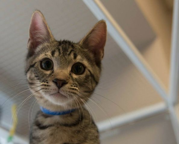 A kitten at the Edmonton Humane Society.