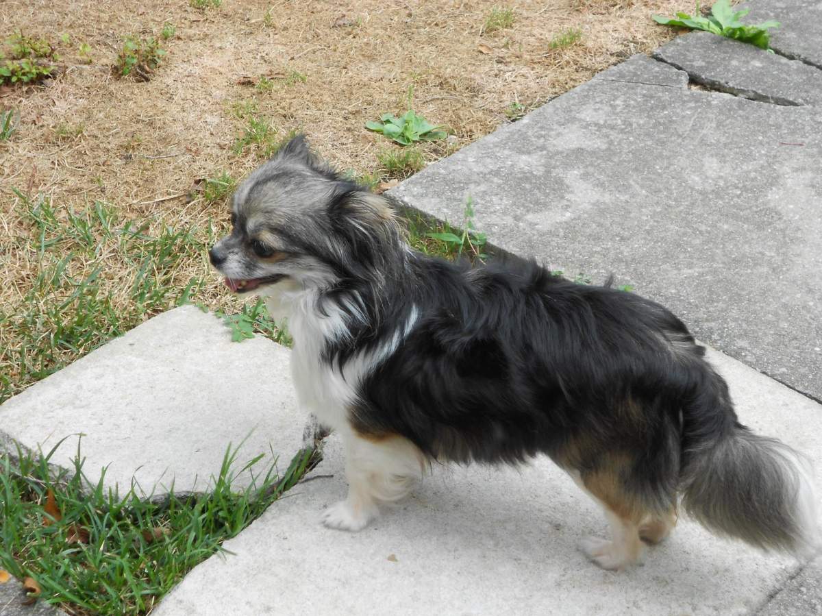 Lorne and Natalie Wilson say their 10-year-old chihuahua, Eugenie, lost an eye and has a shattered jaw as a result of the attack. 