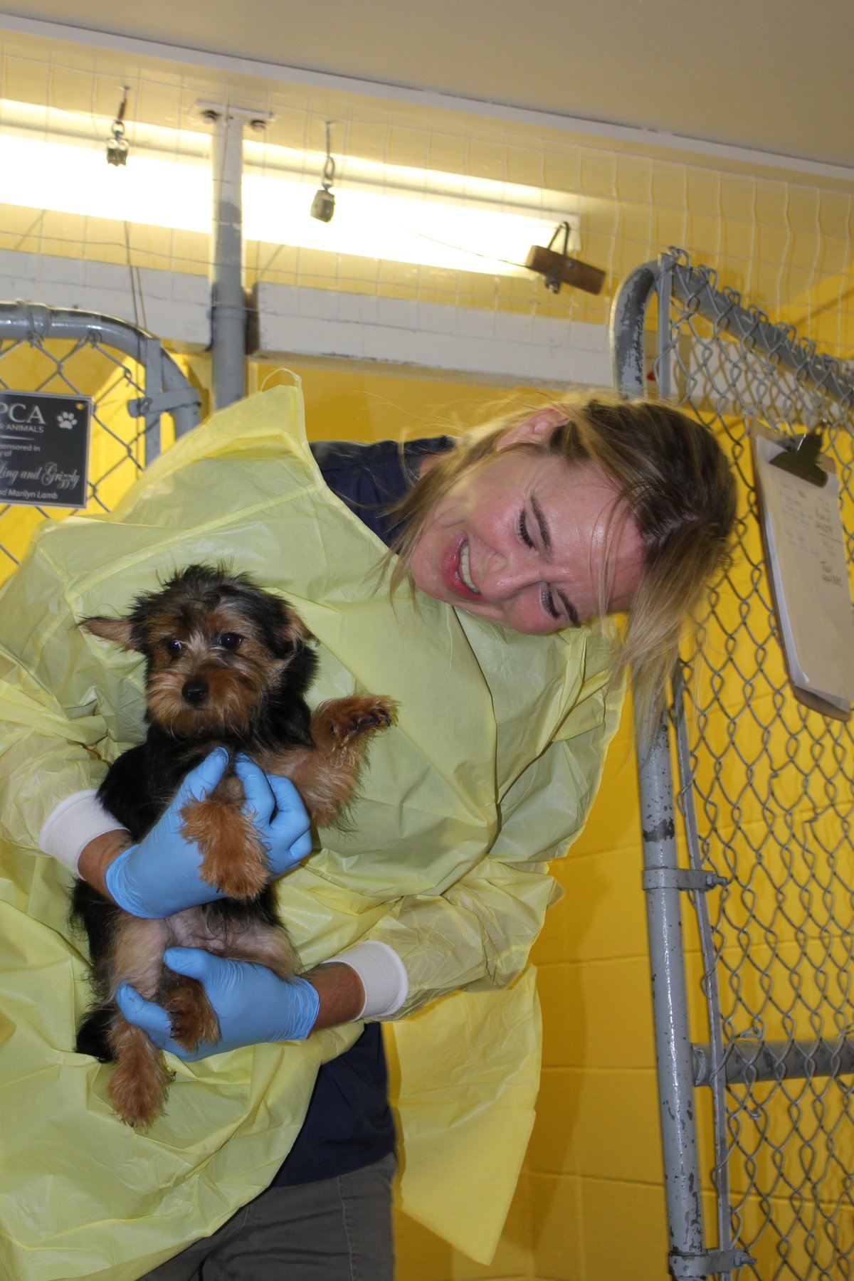 BC SPCA seize 20 dogs from Chilliwack breeder BC Globalnews.ca
