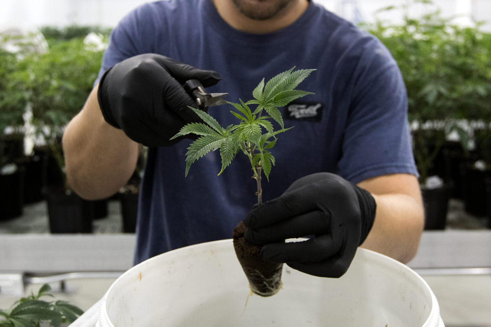 An employee trims medicinal marijuana plants at Tweed, in Smith Falls, Ontario, Dec. 5, 2016. 