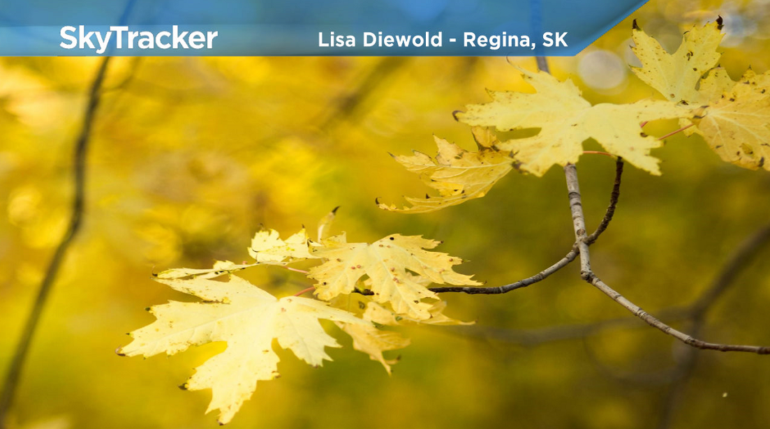 Fall colours are in full force across Saskatchewan.