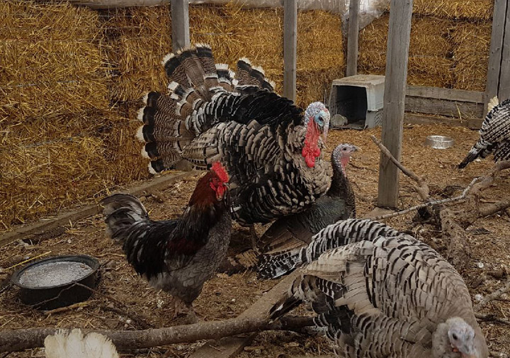 The October 10 Your Saskatchewan photo was snapped by Shanda Bradford near Langham.