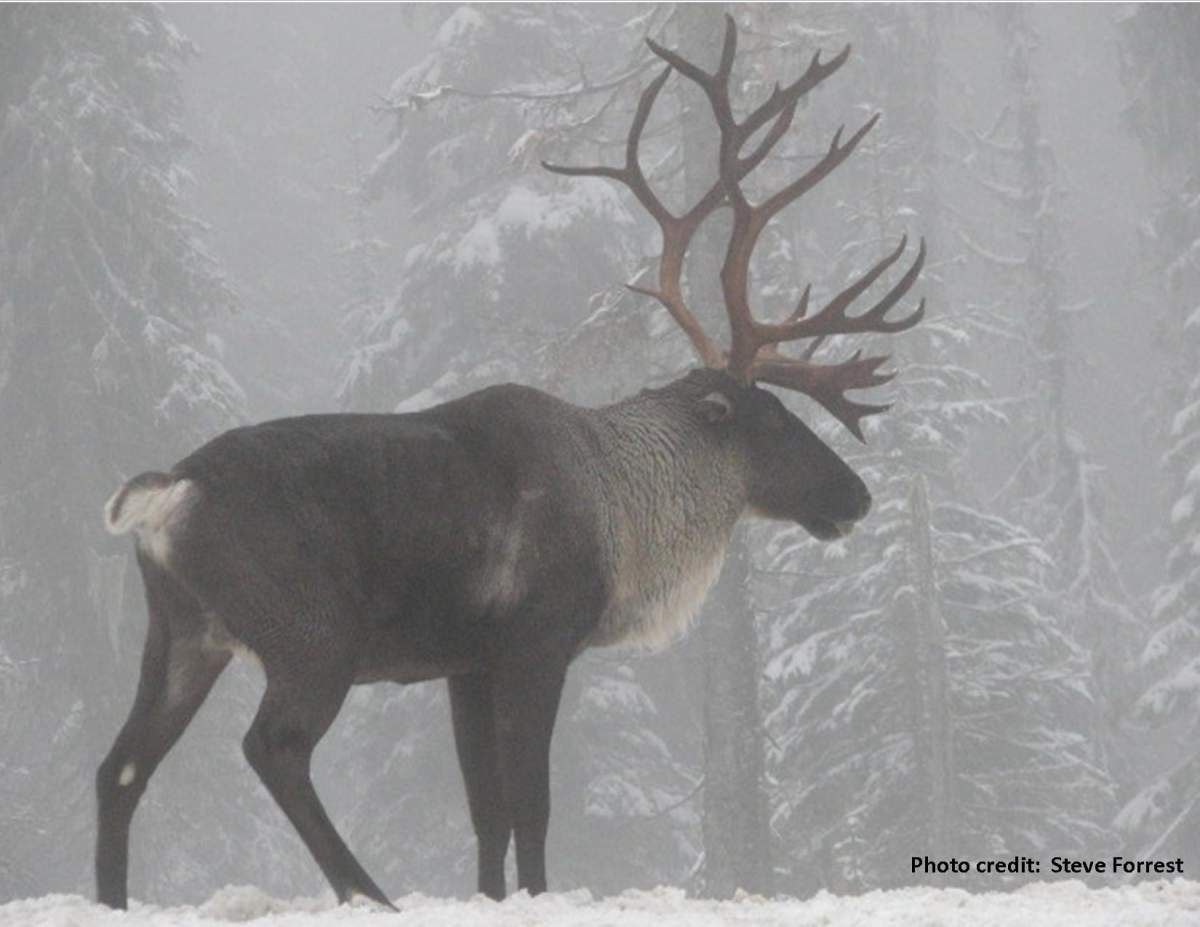 Wine & Wildlife – Caribou! - image