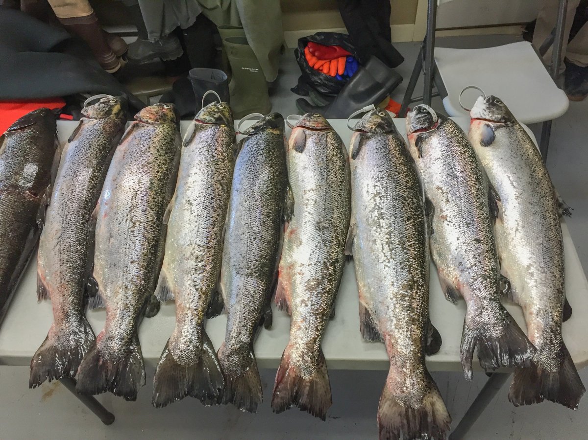 A photo from the Atlantic Salmon Federation shows escaped farmed salmon from the Magaguadavic River in New Brunswick.
