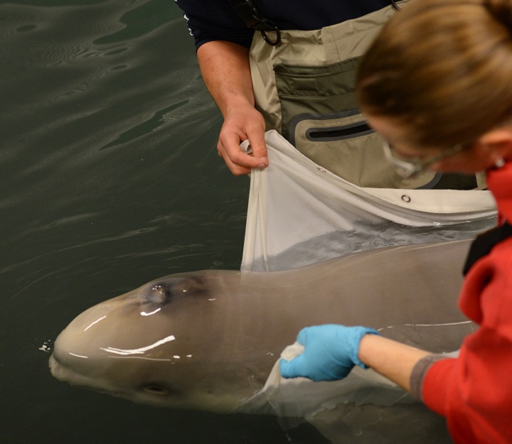Marine mammal vets and experts are working on saving a critically ill and endangered baby beluga in Alaska.