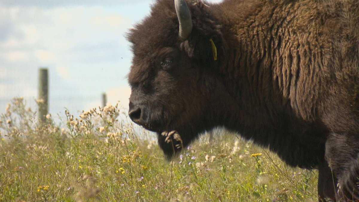 The bison isn't the only symbol of Manitoba being celebrated in 2020.