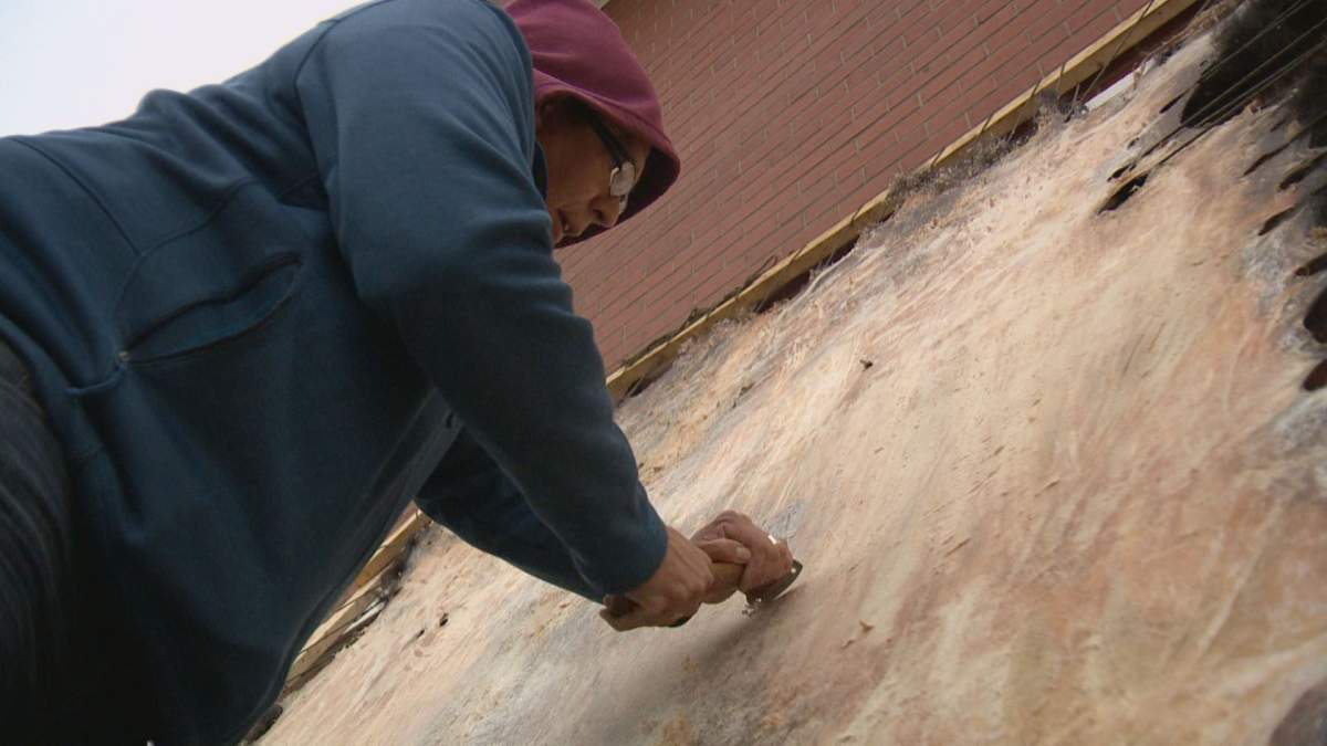 Lorne Kequahtooway cleans a buffalo hide in the traditional Indigenous way. His organization, the Buffalo People Arts Institute, demonstrates the cleaning technique to classrooms in Saskatchewan.