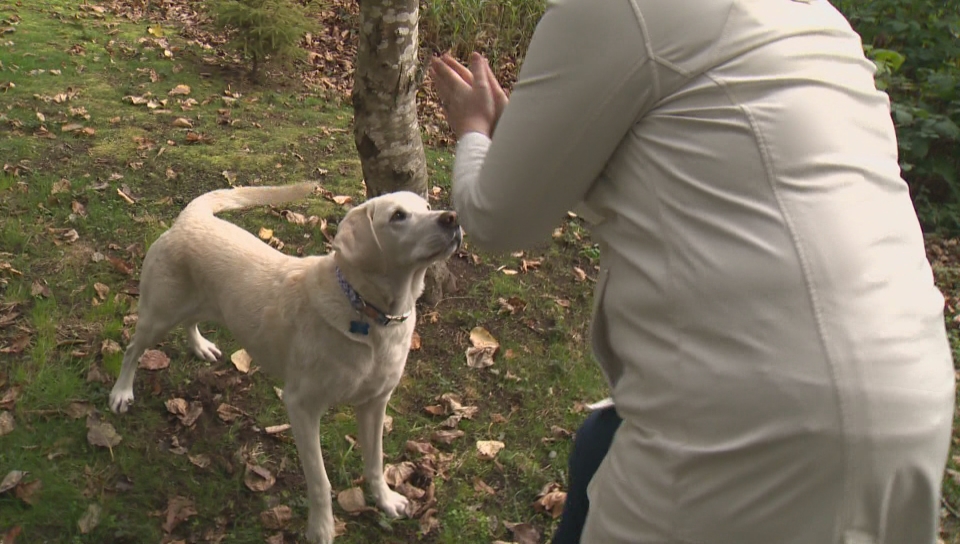 Caber, a B.C. trauma dog.