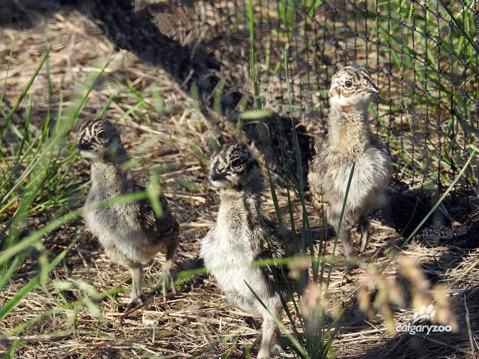 Some of the greater sage grouse hatched at The Calgary Zoo. 