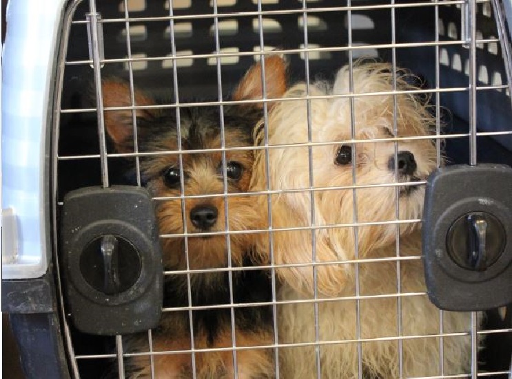 The B.C. SPCA said animals will still be available for adoption, albeit by appointment. It also noted that it will also open its doors for emergency surrenders.