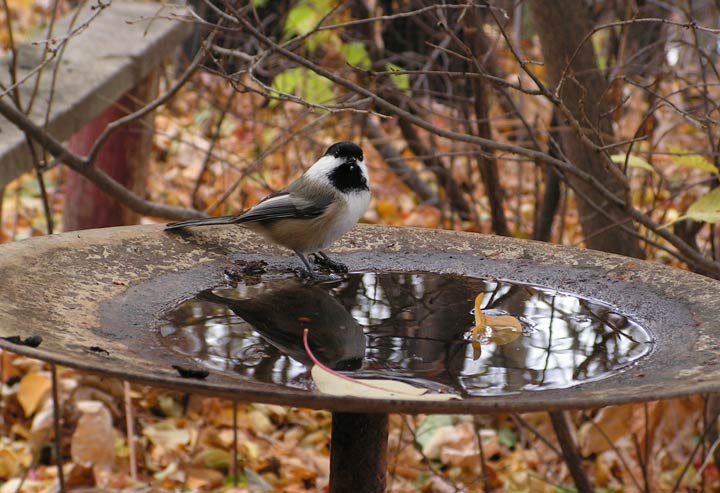 Carol Neabel took this Oct. 20 Your Saskatchewan photo in Cochin.