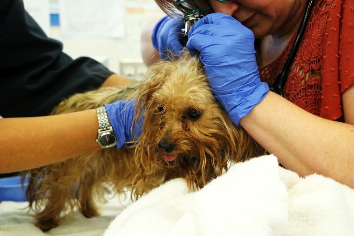 A dog seized by the Calgary Humane Society on Oct. 5, 2017.