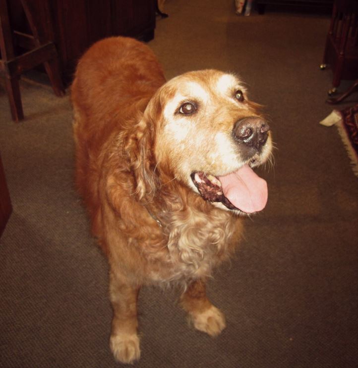 Cody's owners shared this photo of him on Facebook.