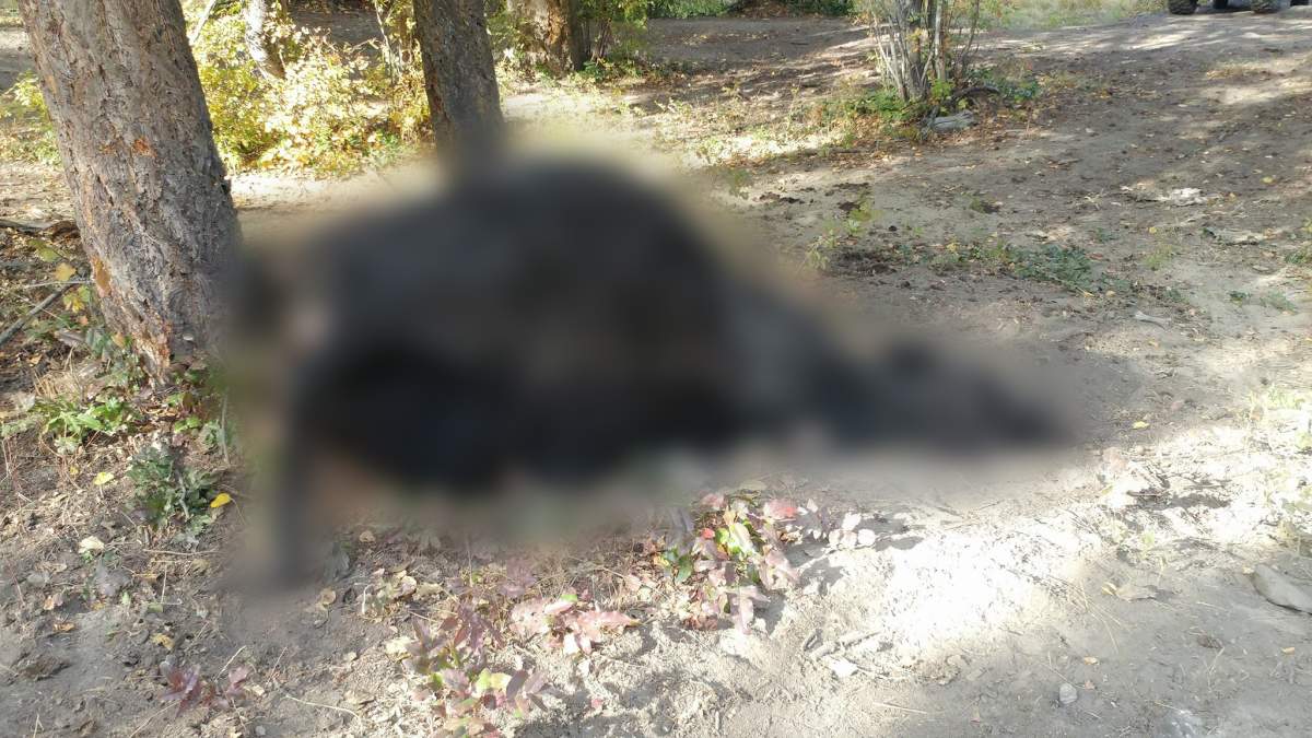 Okanagan group looking for trash finds slaughtered cows - image