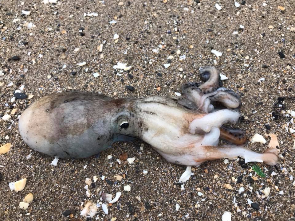 Body of a curled octopus found Oct. 29 on a beach in Wales.
