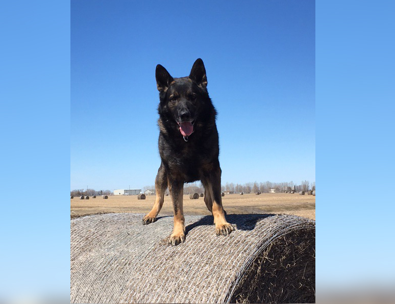 Enzo the police dog helped RCMP officers in Steinbach track down an armed robbery suspect over the weekend.