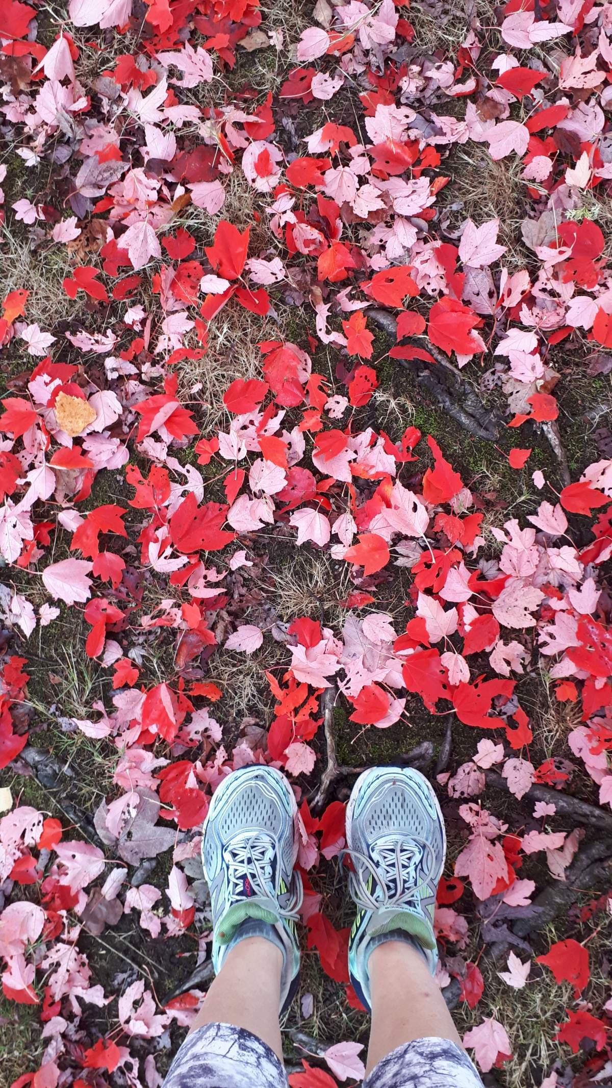 Fall colours in Vancouver, 2017.