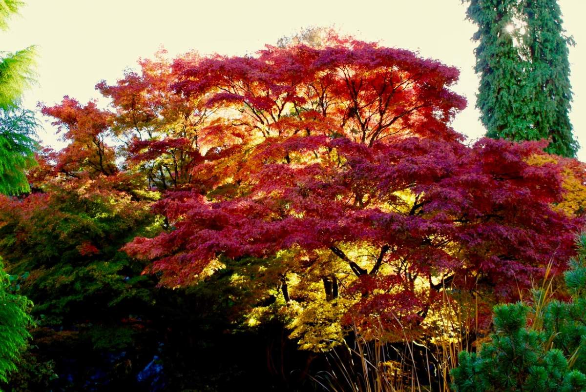 Fall colours in Vancouver, 2017. Photo by Vickey McQuade.