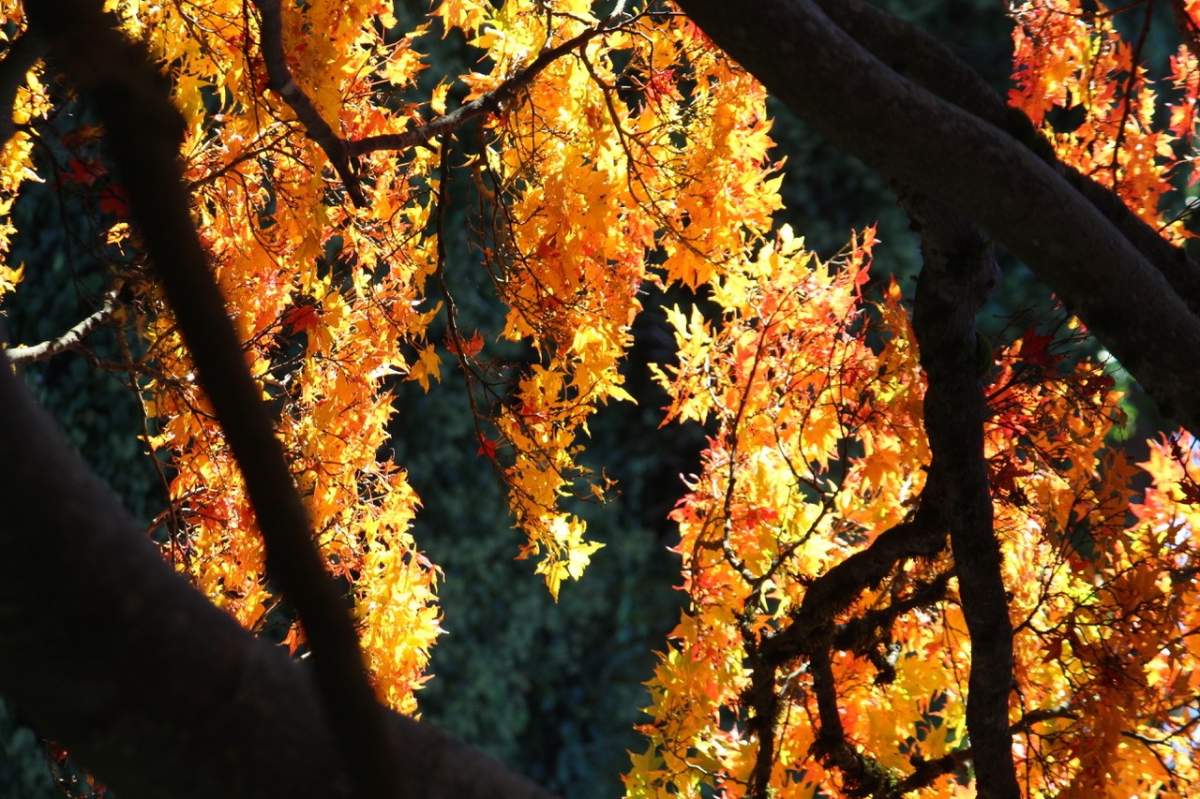 Fall colour in Vancouver in 2017.