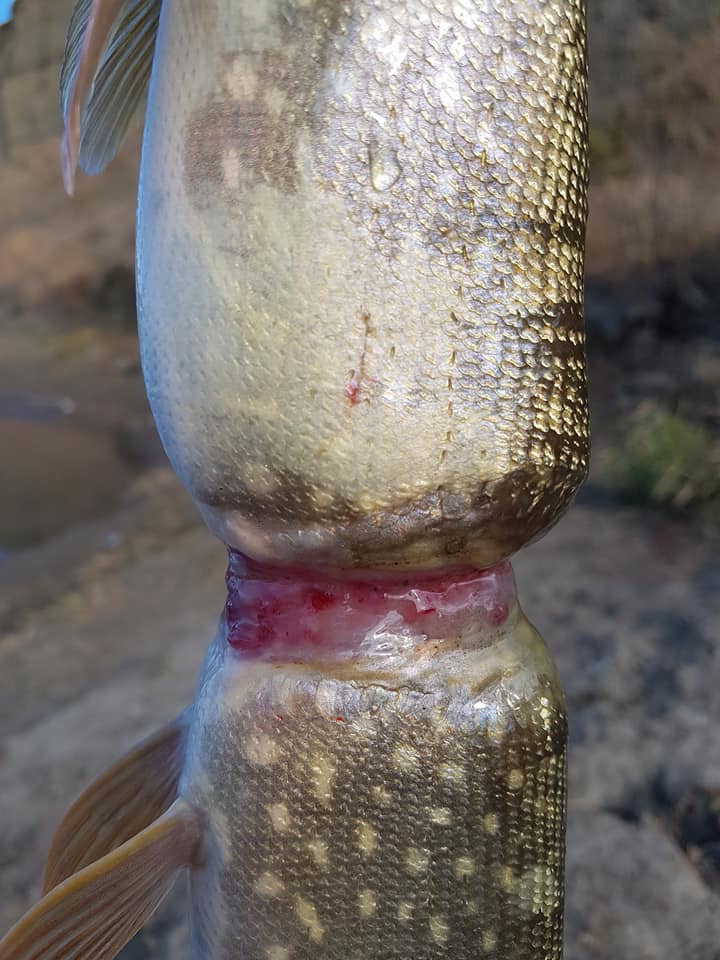The deformed Northern Pike/ jackfish he caught by 28-year-old Adam Turnbull from the South Saskatchewan River in Medicine Hat, Alta. on Saturday, Oct. 28, 2017.