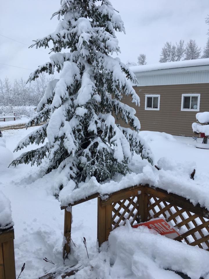 PHOTOS: Record-breaking snowfall in Fort St. John, Peace River region - image