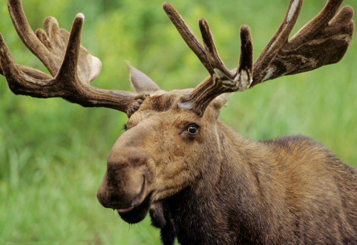 Two moose found dead with noses, tongues removed in northwestern ...