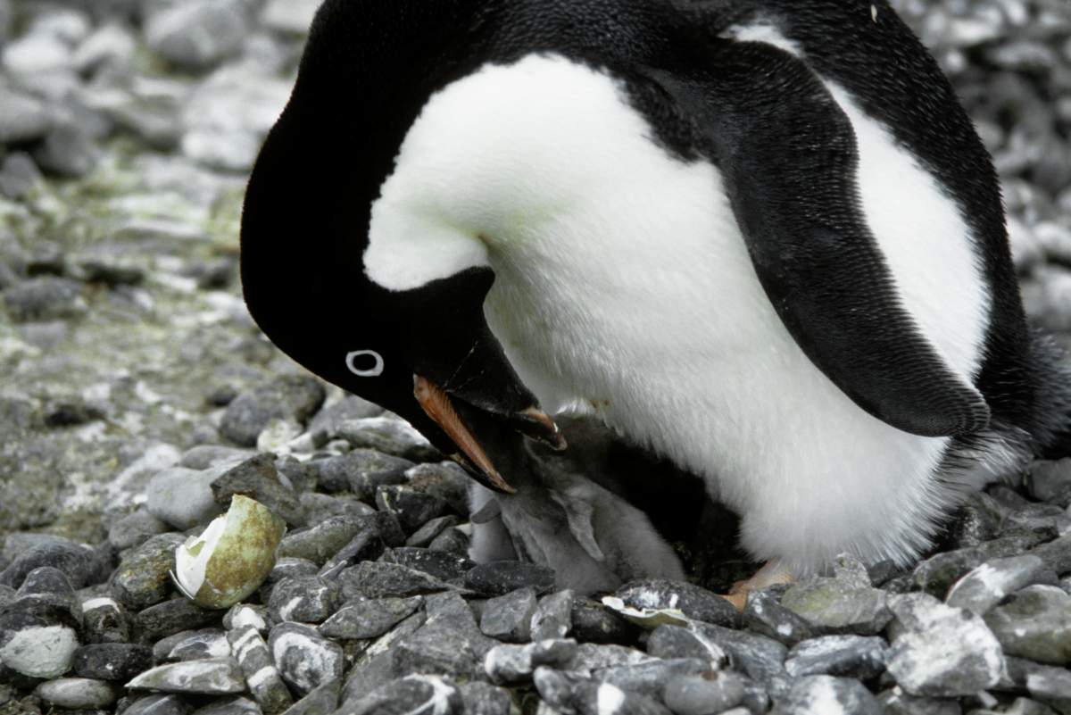 ANTARCTICA – 1981/01/01: Antarctica, Adelie Penguin Feeding Chick After Hatching. (Photo by Wolfgang Kaehler/LightRocket via Getty Images)