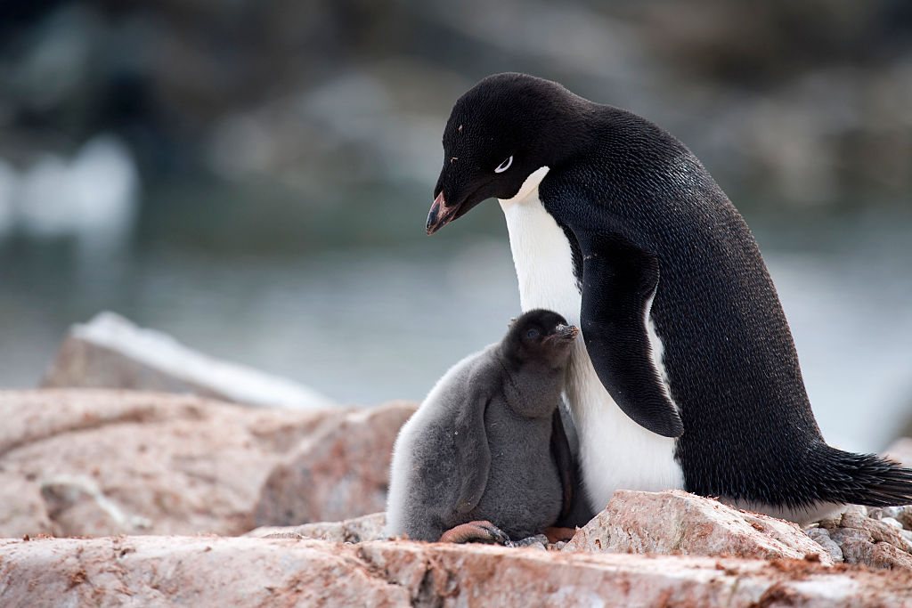 Adelie Penguin (Pygoscelis adeliae) with chicks on nest in rookery at Petermann Island, Antarctica. 