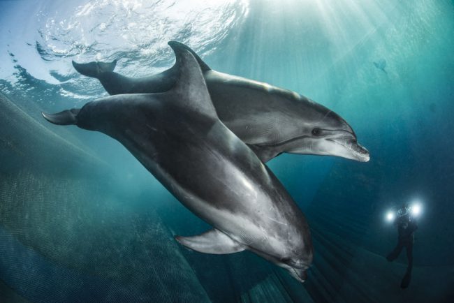 Two dolphins swim besides a diver in Camogli, Italy, July 2016.


