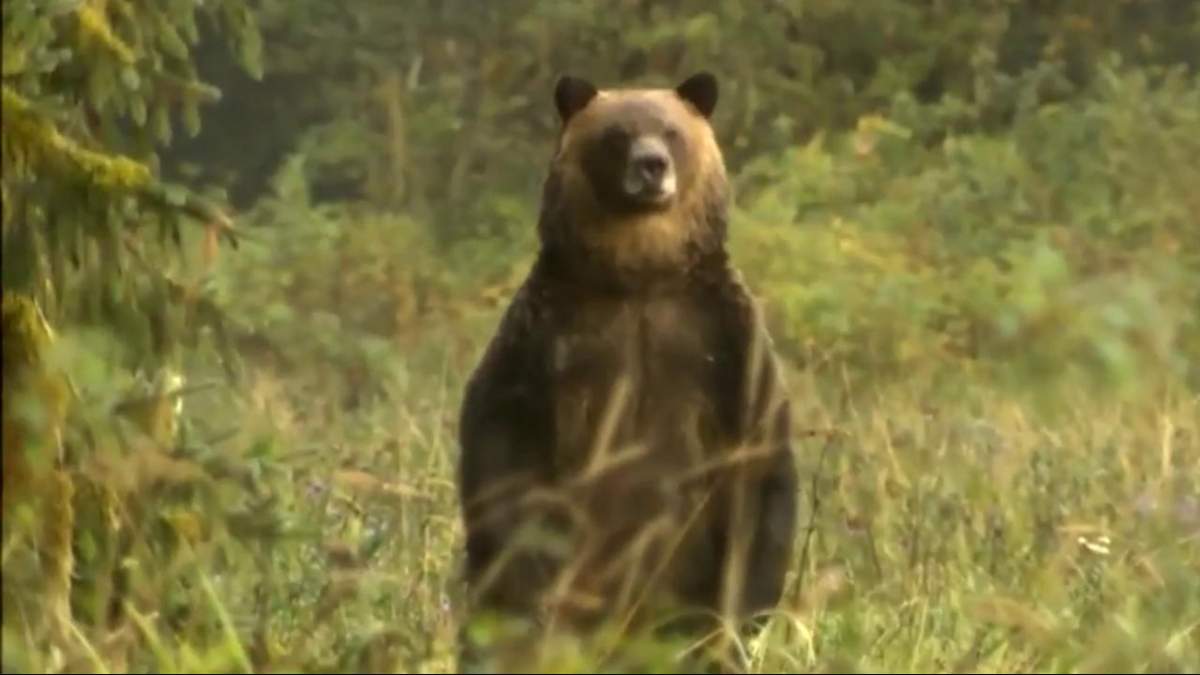 A new report says the province has failed to adequately protect its grizzly bear population.