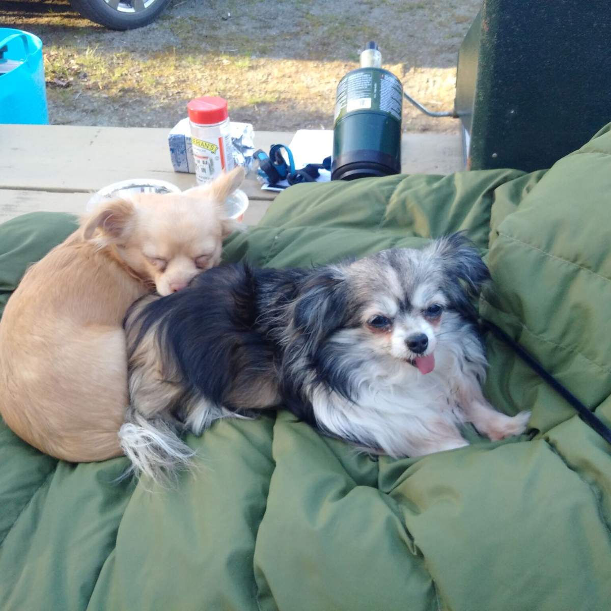 Eugenie pictured with the family’s other dog.
