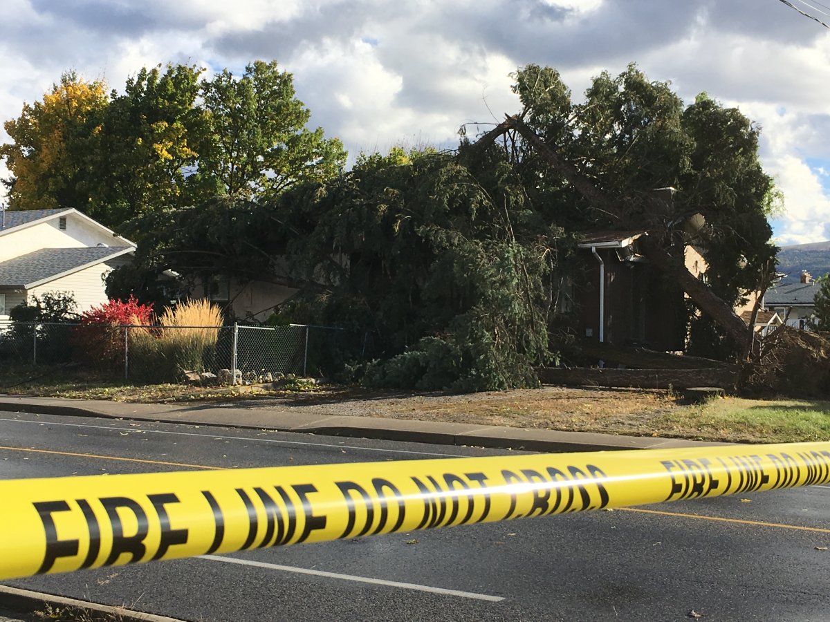 Tree smashes through house on McCurdy Road in Kelowna - image