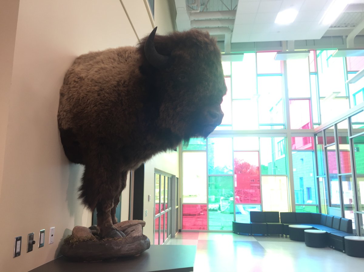 A new buffalo mount was unveiled at Regina Catholic Schools’ Sacred Heart School Monday, as part of Orange Shirt Day festivities. 