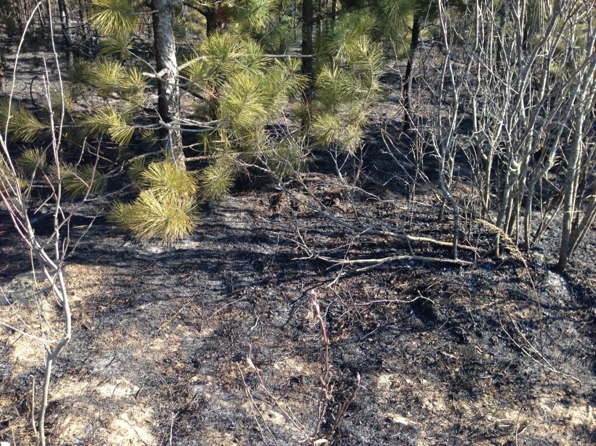 Fire scorched some four hectares in Belair Provincial Forest before crews were able to get it under control.